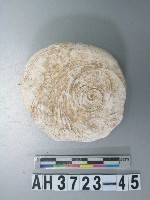 藏品(小型螺蓋製貝刮器)的圖片